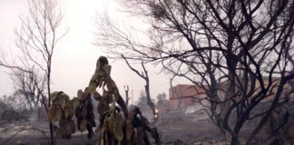 Bouira: Plus de 250 habitations endommagées par les derniers incendies