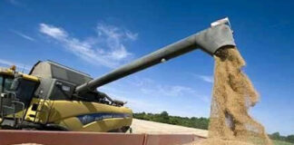 M’sila: Extension notable des superficies de production de semences des céréales