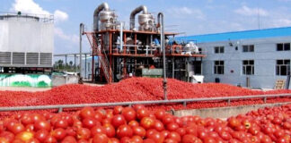Tomate industrielle: Une production abondante face aux défis de la transformation et de l’exportation