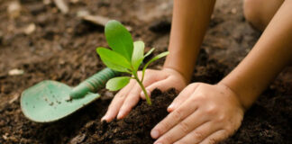 Barrage vert: 26 millions de plants mis en terre dans le cadre du programme 2020-2023