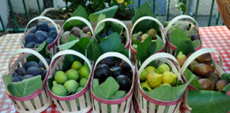 Tizi-Ouzou: Ouverture jeudi prochain de la Fête de la figue fraîche de Lemsella