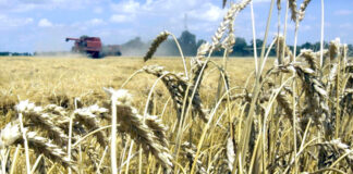 M’sila: Extension prochaine des superficies vouées aux semences de céréales