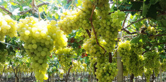 Infos d’El Bahia (Oran): La DSA annonce une production prévisionnelle de 20 000 quintaux de raisin de table