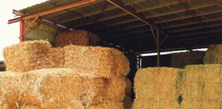 El Bayadh: Réorganisation de l’opération de distribution des fourrages subventionnés aux éleveurs