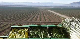 Touggourt: Investir dans les potentialités agricoles dans le Sud du pays pour atteindre l’autosuffisance alimentaire