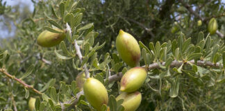 Mostaganem: Plus de 3 quintaux de semences d’arganier produits