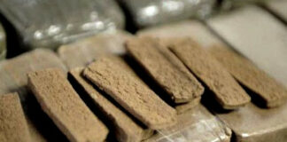 El-Oued: Saisie de 1,2 quintal de kif traité