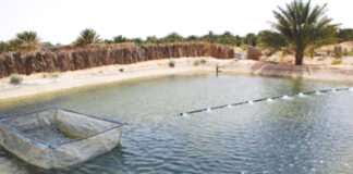 Boumerdès: Plus de 3,2 millions alevins ensemencés depuis janvier 2023