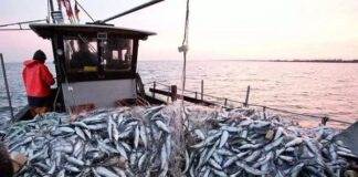 Activité de pêche en 2023 à Jijel: Une production de 6000 tonnes attendue