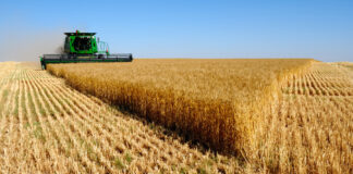 Tiaret: 293 000 hectares consacrés à la céréaliculture