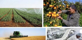 Pour r éaliser de progrès dans les domaines économique, industriel et commercial: L’Algérie aura besoin d’asseoir une base agricole nationale solide