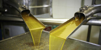 Mila: Production prévisionnelle de plus de 2,2 millions litres d’huile d’olives
