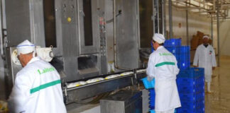 El-Ménea: Distribution de la première quantité de lait subventionné produit par la nouvelle laiterie du vieux Ksar