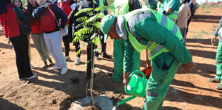 Forum des jeunes d’Algérie à Oran: Plantation de plus de 14 500 arbustes en hommage aux Palestiniens martyrs de Ghaza