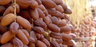 Phœniciculture: Une récolte de 500 000 quintaux de dattes attendue à Ghardaïa