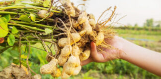 Ghardaia: Production de 6.000 qx d’arachide cette saison
