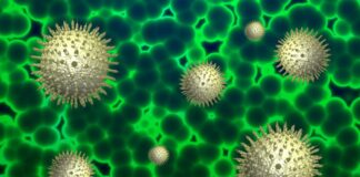 Covid long: Deux scientifiques belges font une avancée majeure