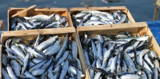 Oran: Exportation de près de 1500 tonnes de produits de la pêche durant les 10 premiers mois de 2023