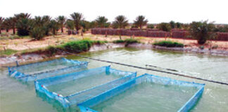 Pisciculture intégrée à l’agriculture: Une trentaine de jeunes bénéficient d’une formation à Bechar