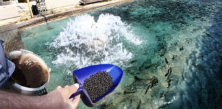 Aquaculture d’eau douce: Un objectif de production de 3.000 tonnes de poissons en 2024