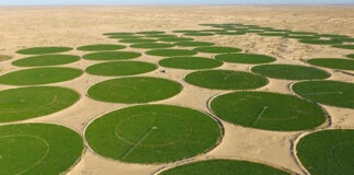 Cultures stratégiques dans le grand Sud: Intenses efforts pour étendre les superficies agricoles et augmenter la production