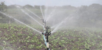 M’sila: Lancement de l’irrigation des espaces verts via la station d’épuration du chef-lieu de wilaya