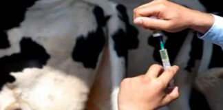 Chlef: 14 000 doses de vaccins pour lutter contre la fièvre aphteuse