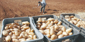 Tébessa: Production de près de 1,5 million de quintaux de pommes de terre de saison