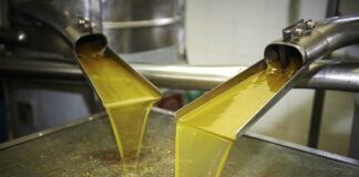 Tébessa: Production prévisionnelle de plus de 1,7 million de litres d’huile d’olive