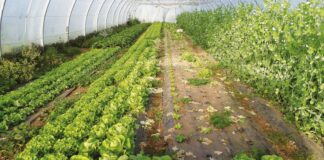 Ain Defla: La superficie de l’agriculture sous serres a doublé en cinq ans