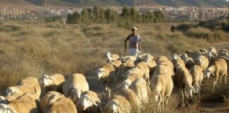 Démantèlement d’un réseau criminel spécialisé dans le vol de cheptel à Tiaret