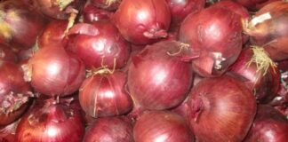 Khenchela: Exportation de 25 tonnes d’oignon rouge vers la Mauritanie