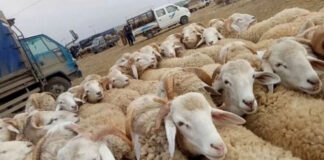 Tébessa: Réouverture des marchés à bestiaux avec imposition de mesures préventives