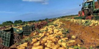 Mostaganem: Production de près de 500.000 quintaux de pomme de terre d’arrière-saison