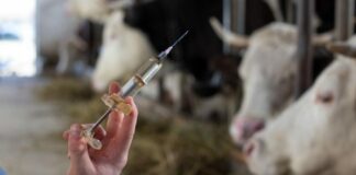 Oum El Bouaghi: 85 % du cheptel bovin vacciné contre la fièvre aphteuse