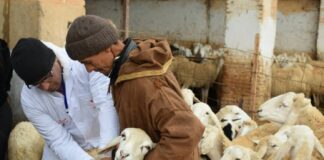 Agriculture : réouverture progressive des marchés à bestiaux avec maintien de la surveillance de la fièvre aphteuse