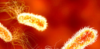 Bactérie résistante: Un nouvel antibiotique capable de l’éliminer