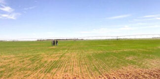 Réalisation de logements et d’équipements publics: Déclassement de terres agricoles dans plusieurs wilayas