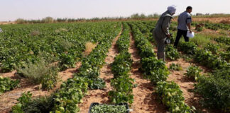 Recensement général de l’agriculture: L’opération pilote se poursuit à travers plus de 2 640 exploitations à Adrar