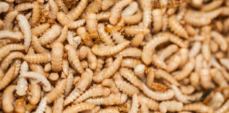 Les médecins retirent du nez d’un homme 150 insectes qui se nourrissaient de ses sinus