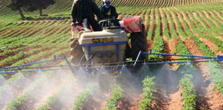 Tiaret: Incitations financières et disponibilité des semences de légumineuses au profit des agriculteurs