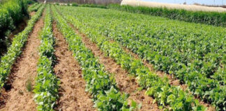 Ain Defla: Une superficie agricole de près de 3.500 ha pour les légumes secs