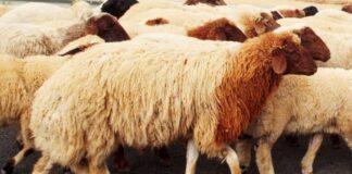Naâma: Retour de l’élevage de la race ovine «Deghma», une étape importante pour sa valorisation