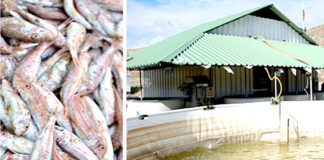 Tissemsilt: Formation de plus de 40 investisseurs dans l‘aquaculture intégrée à l’agriculture