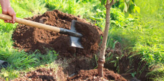 Association d’amitié algéro-chinoise: Plantation de 500 arbustes dans le Parc des grands vents à Dely Brahim