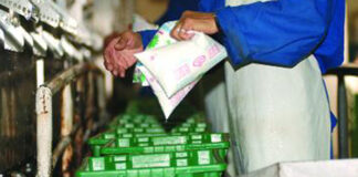 Ramadhan: « Giplait » augmente sa production laitière pour assurer la disponibilité