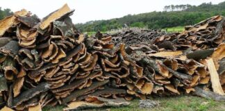 El Tarf: Une production de plus de 13.000 quintaux de liège attendue