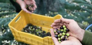 Mostaganem: Production de près de 300.000 quintaux d’olives cette année