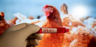 Des craintes sur la mutation du virus de la grippe aviaire chez les Hommes