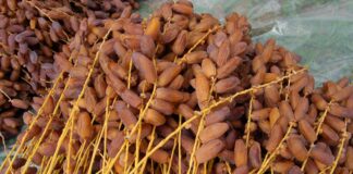 Biskra: D’importantes quantités de dattes commercialisées durant le Ramadhan